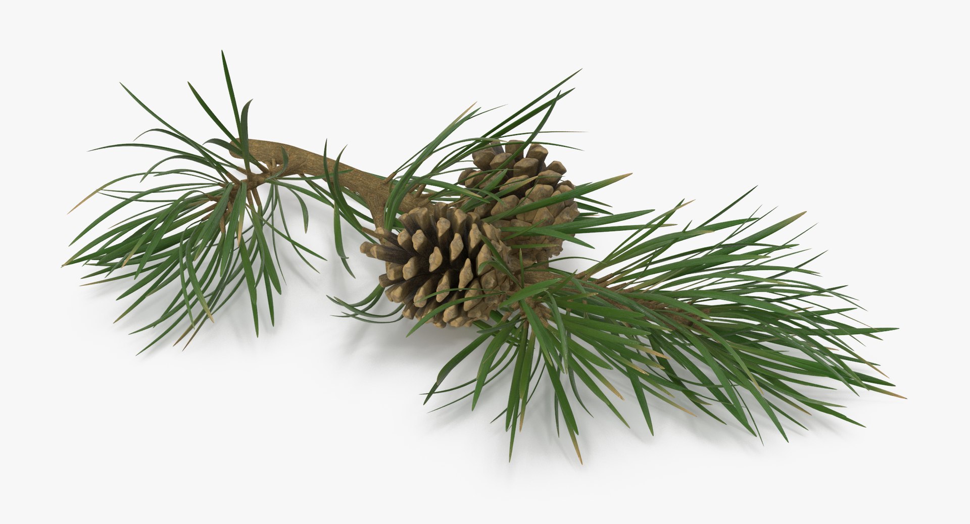 pine tree sprig 3d model https://p.turbosquid.com/ts-thumb/sI/EdwaiA/eLd3cq7F/pine_tree_springs_02_001_thumbnail_0004/jpg/1459522526/1920x1080/fit_q87/368b6e7a4970e9fd59027a225366ae91986e08c4/pine_tree_springs_02_001_thumbnail_0004.jpg