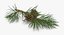 pine tree sprig 3d model