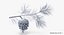 pine tree sprig 3d model