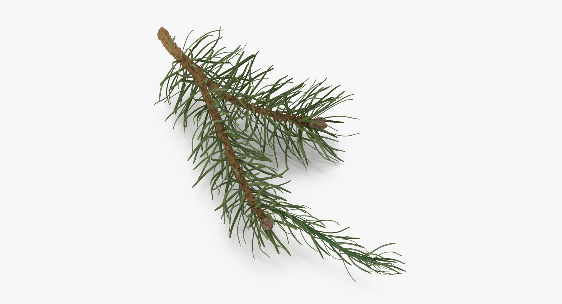 pine tree sprig 3d model https://p.turbosquid.com/ts-thumb/sI/EdwaiA/iJLLmvMe/pine_tree_sprig_03_001_thumbnail_0001/jpg/1459530791/1920x1080/fit_q87/83cc68a50c0267a4277b8c97e63717e580ccb3bb/pine_tree_sprig_03_001_thumbnail_0001.jpg