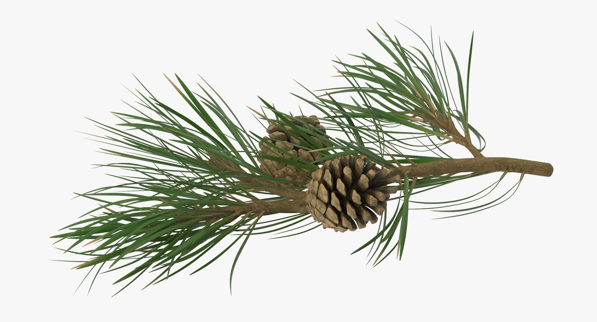 pine tree sprig 3d model https://p.turbosquid.com/ts-thumb/sI/EdwaiA/kdOqlLNk/pine_tree_springs_02_001_thumbnail_0000/jpg/1459522526/1920x1080/fit_q87/095a43936c4160949739e08c857cb7877c6ea7b7/pine_tree_springs_02_001_thumbnail_0000.jpg
