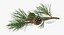 pine tree sprig 3d model
