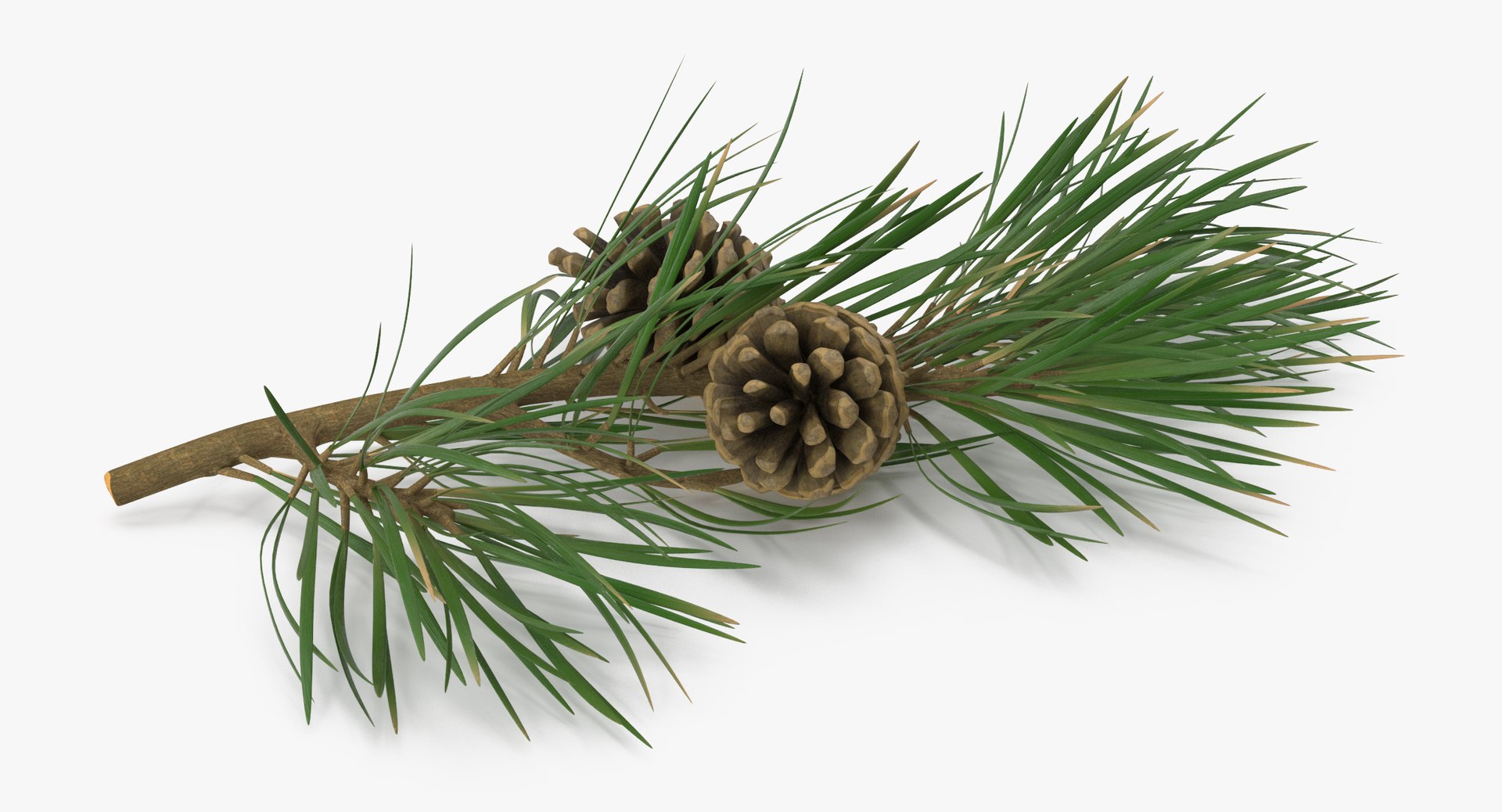 pine tree sprig 3d model https://p.turbosquid.com/ts-thumb/sI/EdwaiA/oBQISGUS/pine_tree_springs_02_001_thumbnail_0005/jpg/1459522526/1920x1080/fit_q87/59f7ede615ee293e5e4d9abb5a51a20e7e00a3c3/pine_tree_springs_02_001_thumbnail_0005.jpg