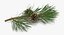 pine tree sprig 3d model
