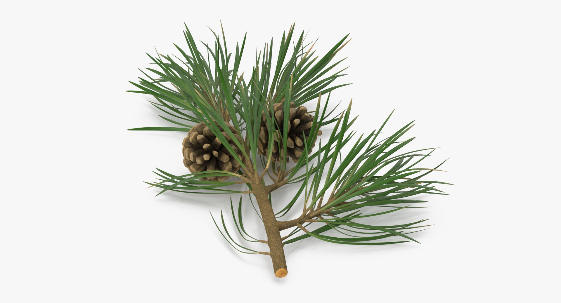 pine tree sprig 3d model https://p.turbosquid.com/ts-thumb/sI/EdwaiA/p2aW1uOu/pine_tree_springs_02_001_thumbnail_0007/jpg/1459522527/1920x1080/fit_q87/8d4e58774b4e997d1e2ad070985deda842ffc203/pine_tree_springs_02_001_thumbnail_0007.jpg