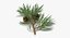 pine tree sprig 3d model