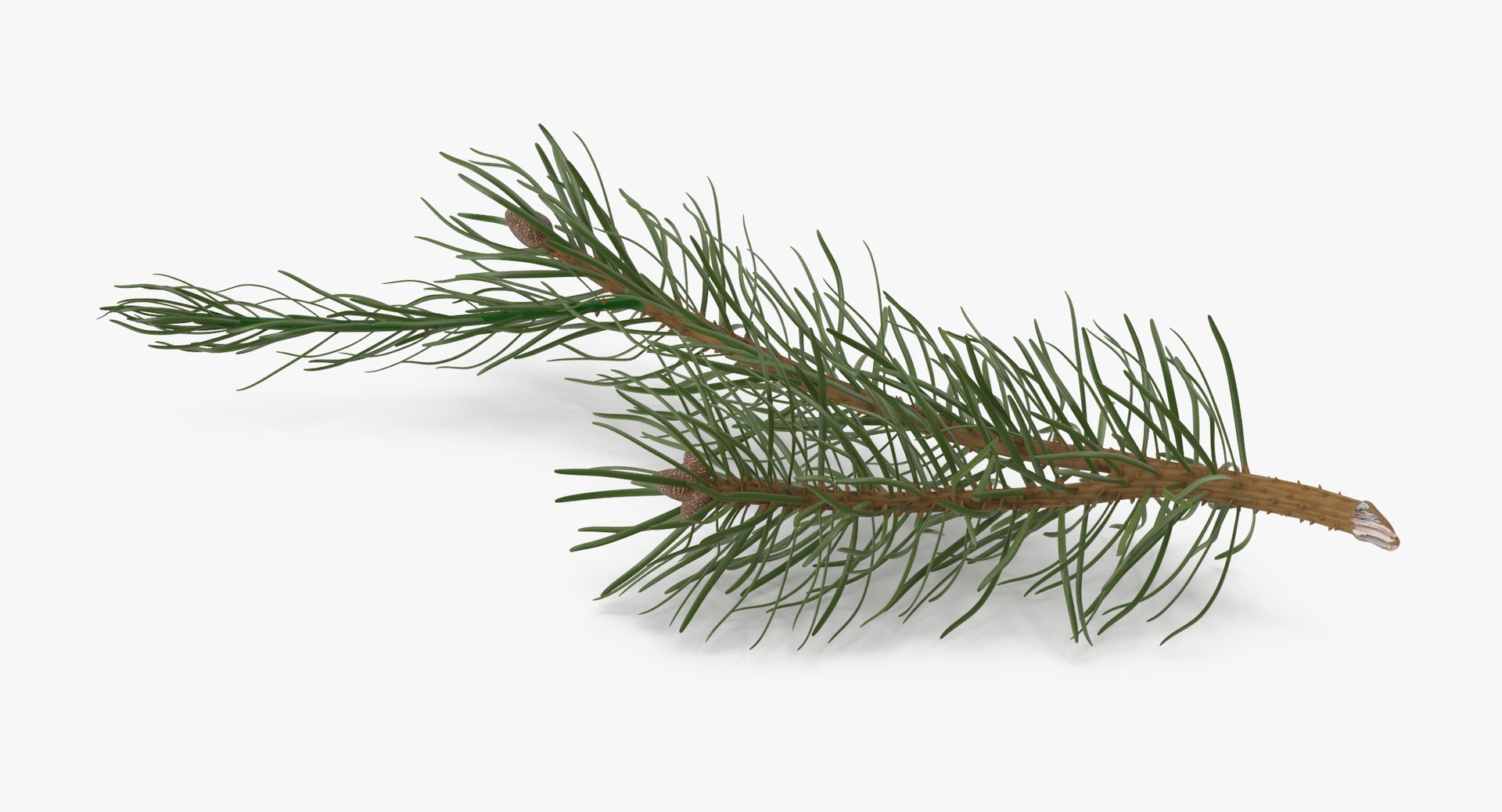 pine tree sprig 3d model https://p.turbosquid.com/ts-thumb/sI/EdwaiA/rFRTYq3t/pine_tree_sprig_03_001_thumbnail_0005/jpg/1459530791/1920x1080/fit_q87/7ca9d1e9c717c0cb0c94593092362eb47e94a272/pine_tree_sprig_03_001_thumbnail_0005.jpg