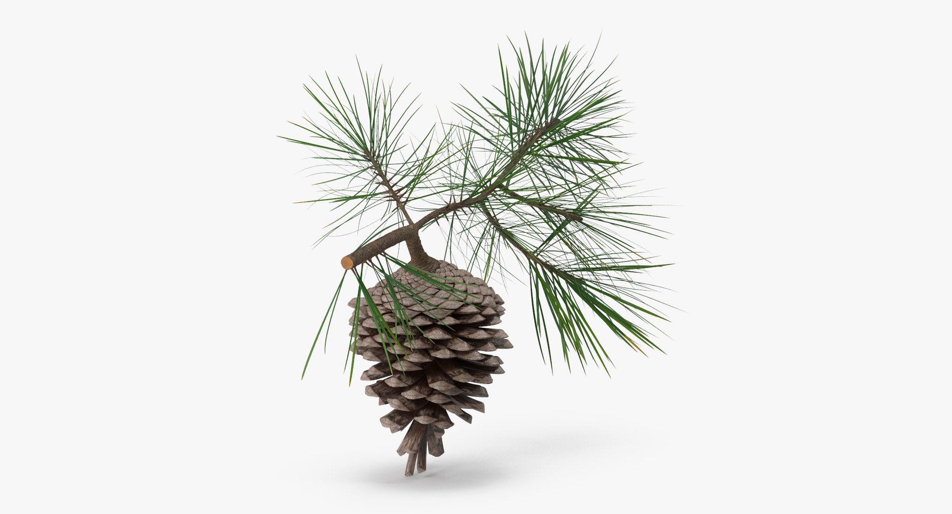 pine tree sprig 3d model https://p.turbosquid.com/ts-thumb/sI/EdwaiA/tuzmC7mb/pine_tree_springs_01_001_thumbnail_0002/jpg/1453214630/1920x1080/fit_q87/05fed8300bbb8c87972489979b3ae38590c44255/pine_tree_springs_01_001_thumbnail_0002.jpg