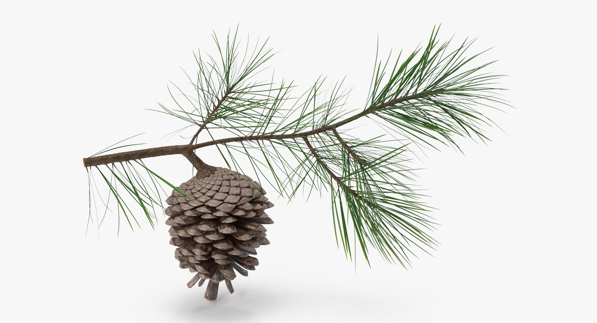 pine tree sprig 3d model https://p.turbosquid.com/ts-thumb/sI/EdwaiA/uoUuD0LX/pine_tree_springs_01_001_thumbnail_0001/jpg/1453214630/1920x1080/fit_q87/f3db47143d68ec8a795f189a81b94f69e7c5d9be/pine_tree_springs_01_001_thumbnail_0001.jpg