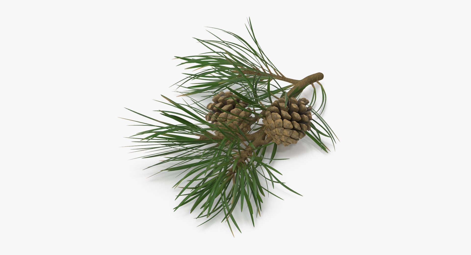 pine tree sprig 3d model https://p.turbosquid.com/ts-thumb/sI/EdwaiA/zKQW0bBH/pine_tree_springs_02_001_thumbnail_0002/jpg/1459522526/1920x1080/fit_q87/a923172d37081db40d470f6ea8697caefdde93dd/pine_tree_springs_02_001_thumbnail_0002.jpg