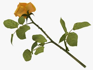 3D yellow rose model