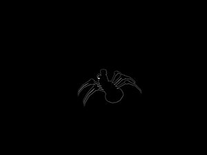 Gentleman Spider