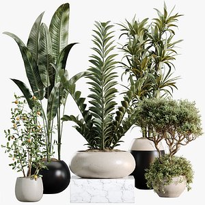 3D model AV Indoor Plants Set 483 Zamiifolia Olive ParadiseBird Orange Tree
