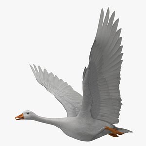 obj chen caerulescens snow goose