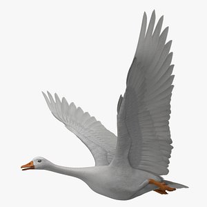 Chen Caerulescens "Snow Goose Albino"
