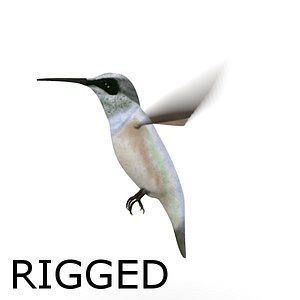 colibri bird rigged 3d fbx