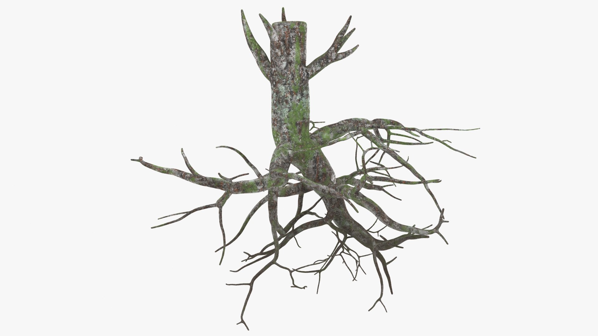 Tree Root 02 Color 2 Model - TurboSquid 2148513