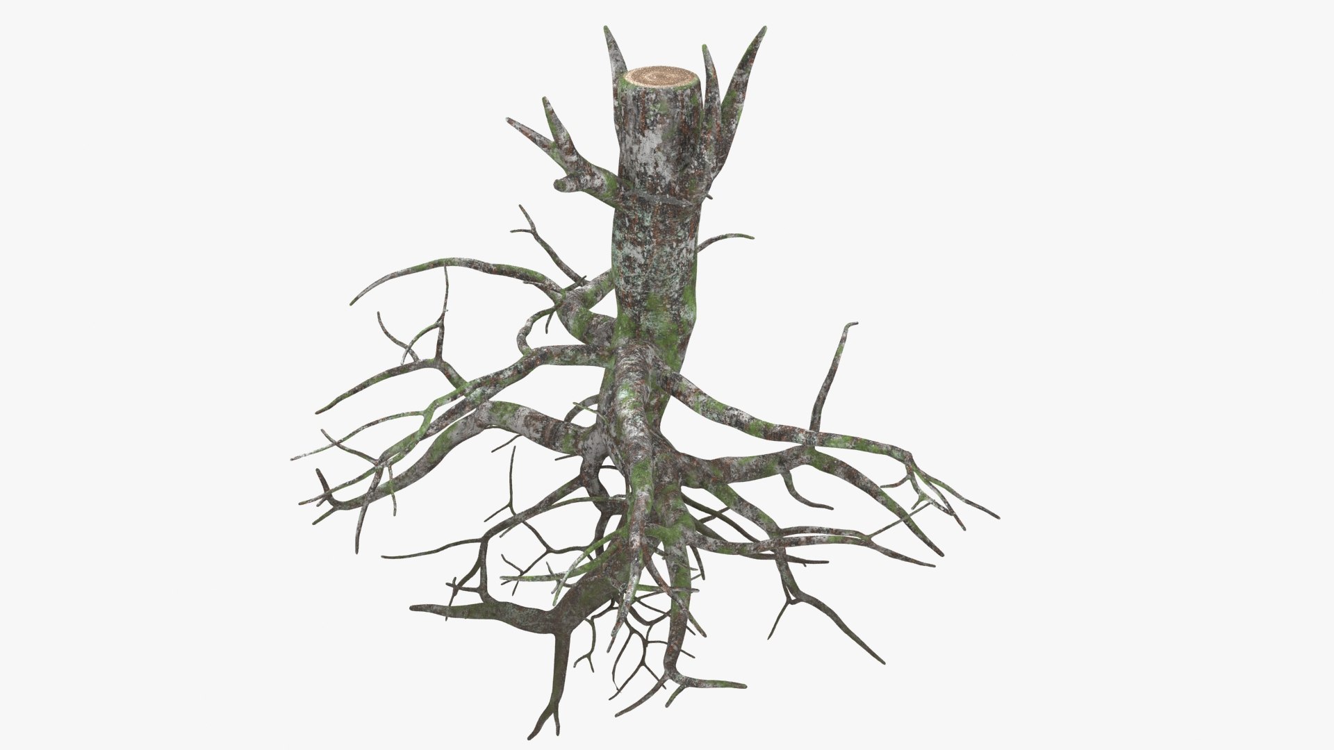 Tree Root 02 Color 2 Model - TurboSquid 2148513