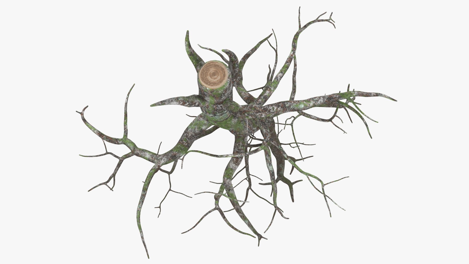 Tree Root 02 Color 2 Model - TurboSquid 2148513