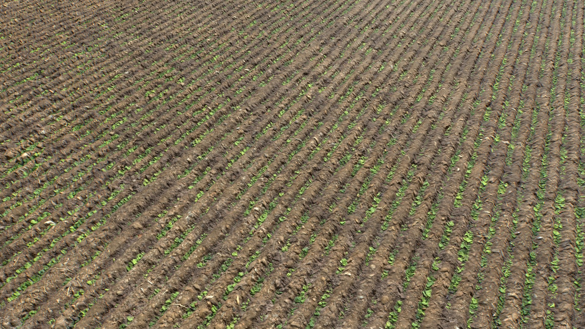 Farm Terrain Textures Pack 3 3D model https://p.turbosquid.com/ts-thumb/sI/gZf5by/tW/untitled_002/png/1753122897/1920x1080/fit_q87/2fa03e77f72f9ba07d2cab0fc5e2c830a6f808f3/untitled_002.jpg