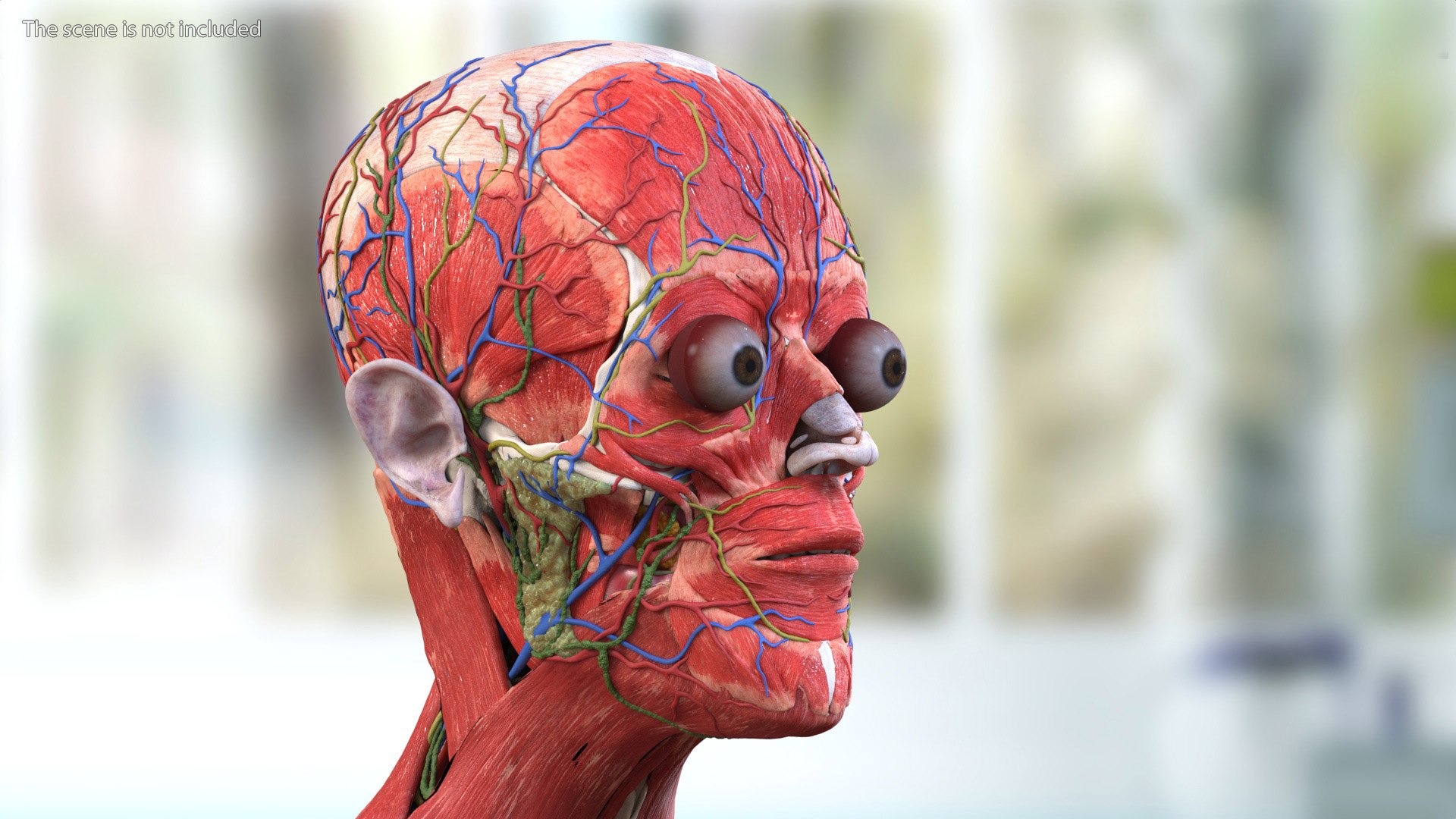 Head Anatomy Asian Man 3D model https://p.turbosquid.com/ts-thumb/sI/j6pT7F/0i/head_anatomy_asian_man_004/jpg/1730633442/1920x1080/fit_q87/30e4017ad0b703275969dd79f66ed3f7ddcac7ec/head_anatomy_asian_man_004.jpg