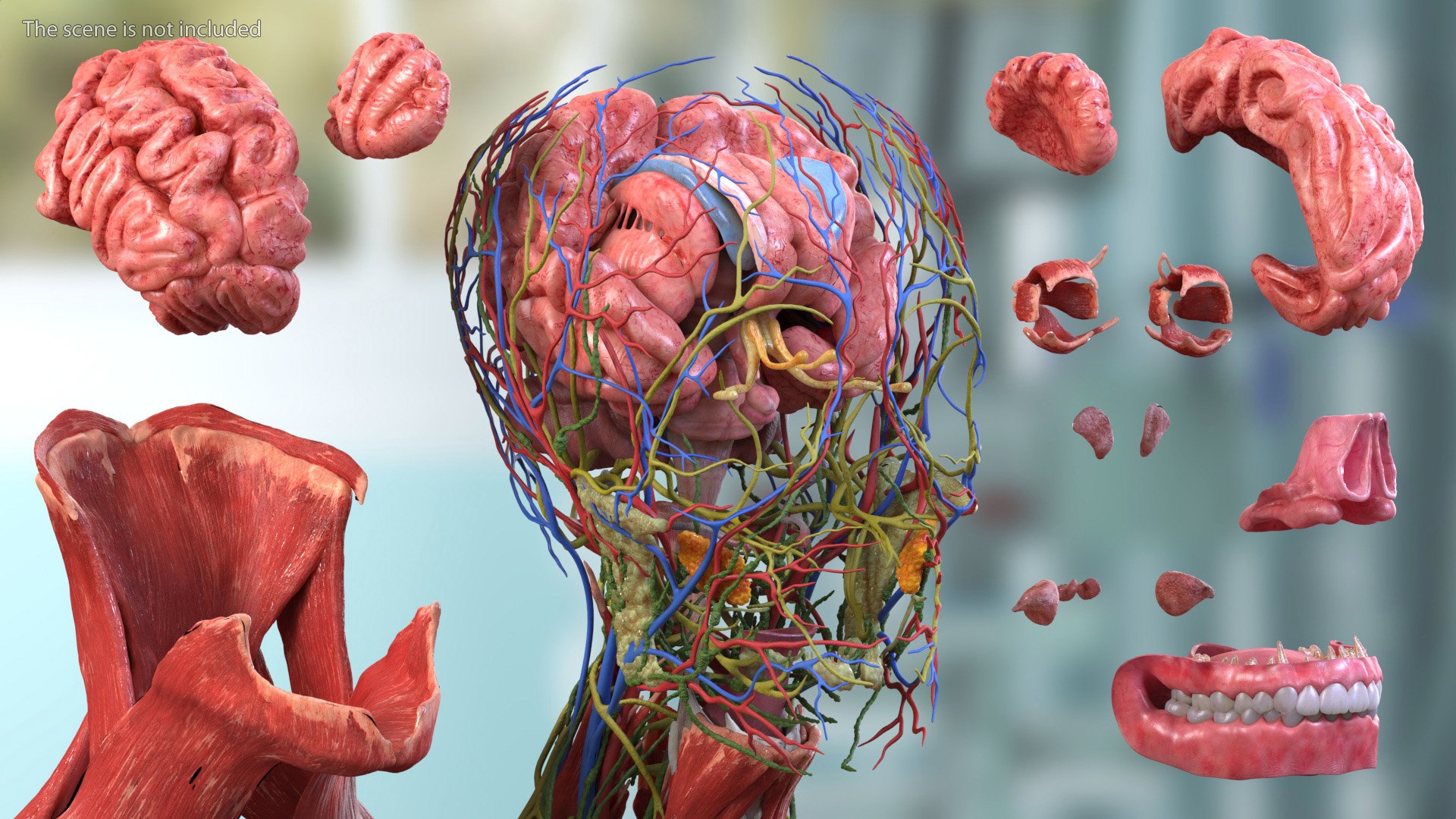 Head Anatomy Asian Man 3D model https://p.turbosquid.com/ts-thumb/sI/j6pT7F/1Q/head_anatomy_asian_man_006/jpg/1730633450/1920x1080/fit_q87/ac4a6bb683d0274ac954539a53b1b99692a1ba79/head_anatomy_asian_man_006.jpg