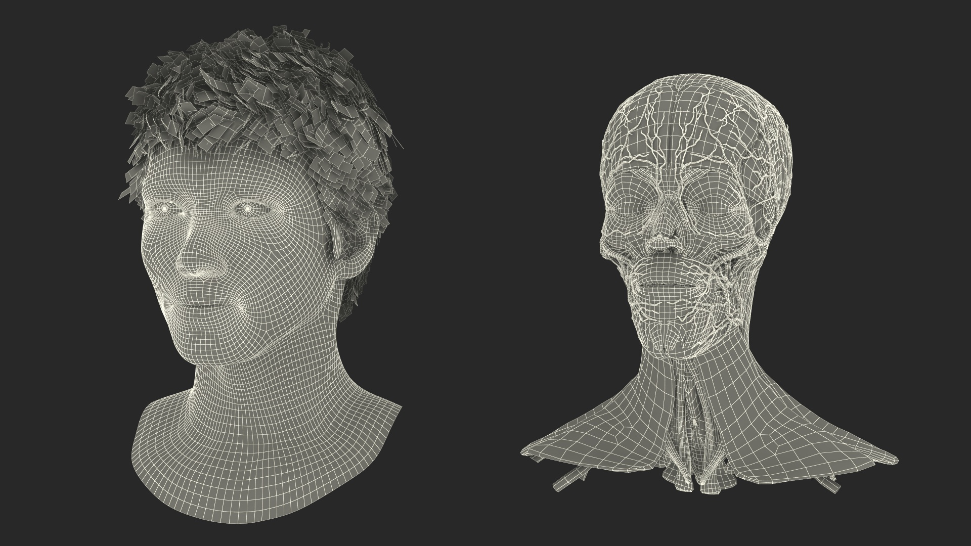 Head Anatomy Asian Man 3D model https://p.turbosquid.com/ts-thumb/sI/j6pT7F/23/head_anatomy_asian_man_361/jpg/1730633327/1920x1080/turn_fit_q99/1e699b13cc5b396512539e2936d3215bef5cf16e/head_anatomy_asian_man_361-1.jpg