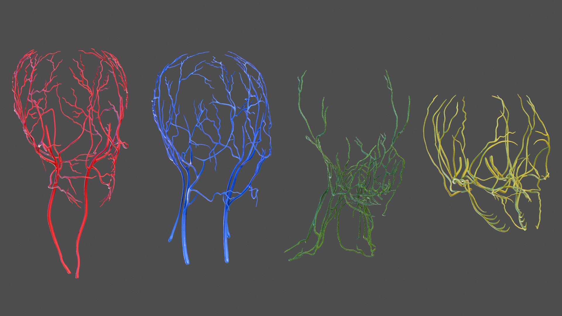 Head Anatomy Asian Man 3D model https://p.turbosquid.com/ts-thumb/sI/j6pT7F/34/head_anatomy_asian_man_016/jpg/1730633492/1920x1080/fit_q87/30faae3b3059f93667885e6dc7eb907859bb7def/head_anatomy_asian_man_016.jpg