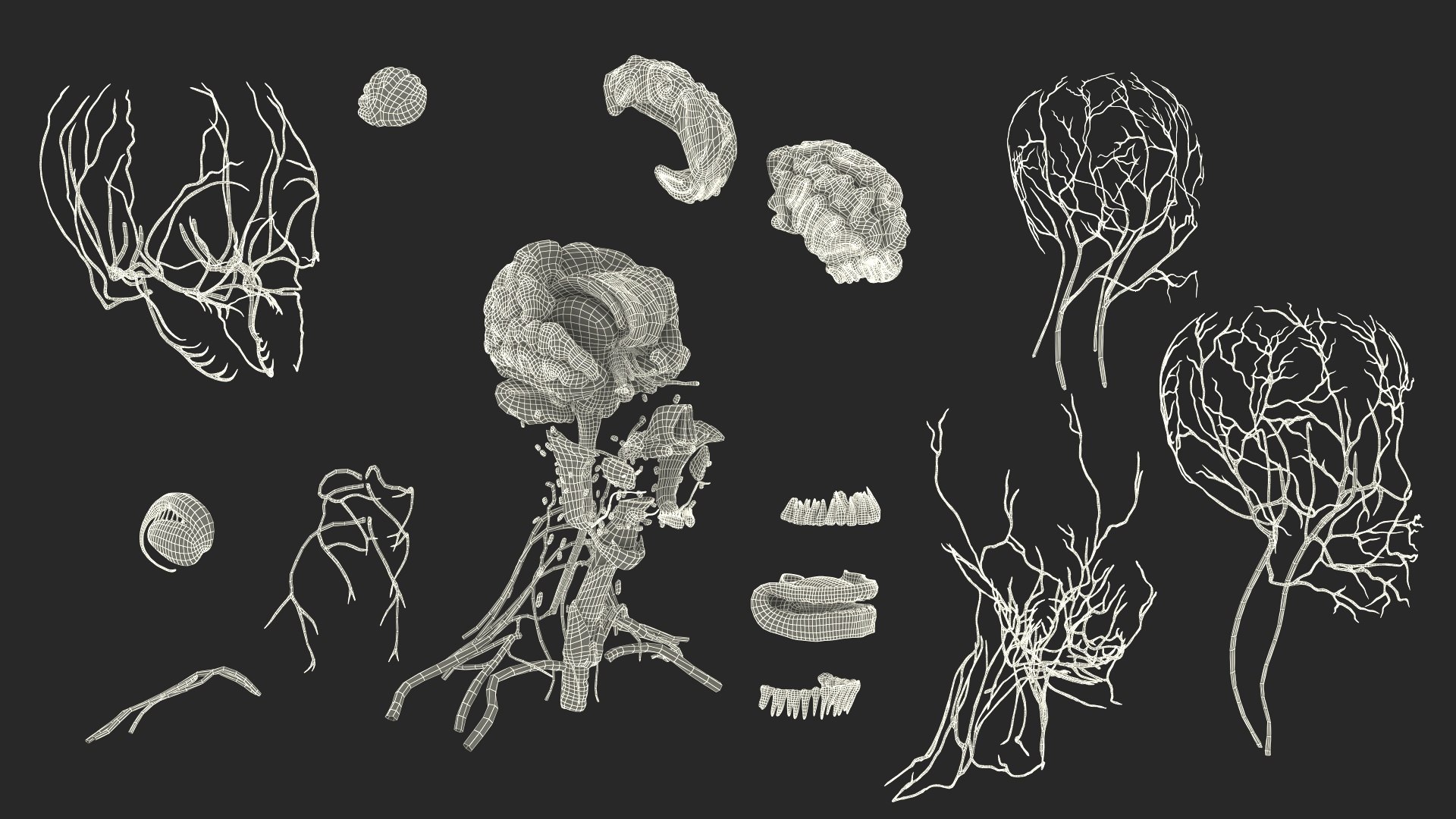 Head Anatomy Asian Man 3D model https://p.turbosquid.com/ts-thumb/sI/j6pT7F/4T/head_anatomy_asian_man_034/jpg/1730633569/1920x1080/fit_q87/5323cb6cb65763ddece4ab5b95921fdf155f361d/head_anatomy_asian_man_034.jpg