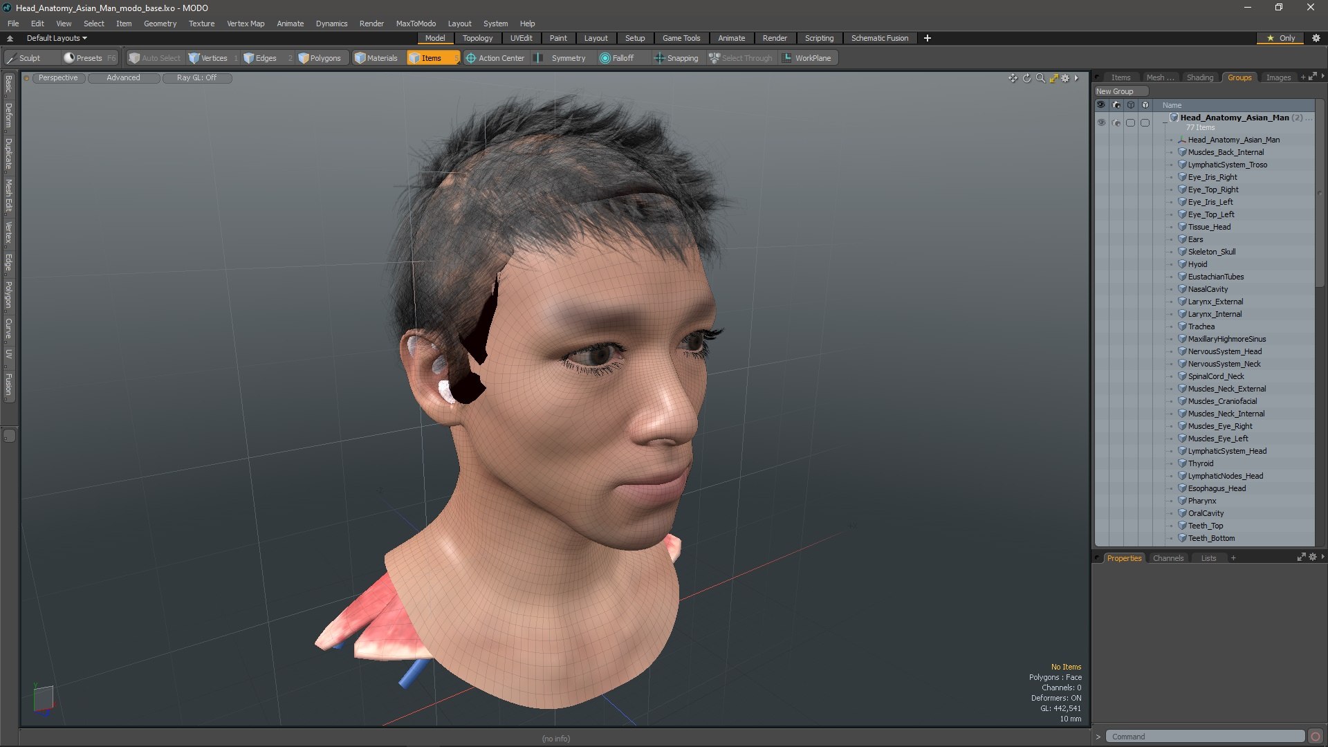 Head Anatomy Asian Man 3D model https://p.turbosquid.com/ts-thumb/sI/j6pT7F/Ai/head_anatomy_asian_man_1002/jpg/1730633600/1920x1080/fit_q87/db56d9fafccf9647c300c945b02df53635adfd3a/head_anatomy_asian_man_1002.jpg