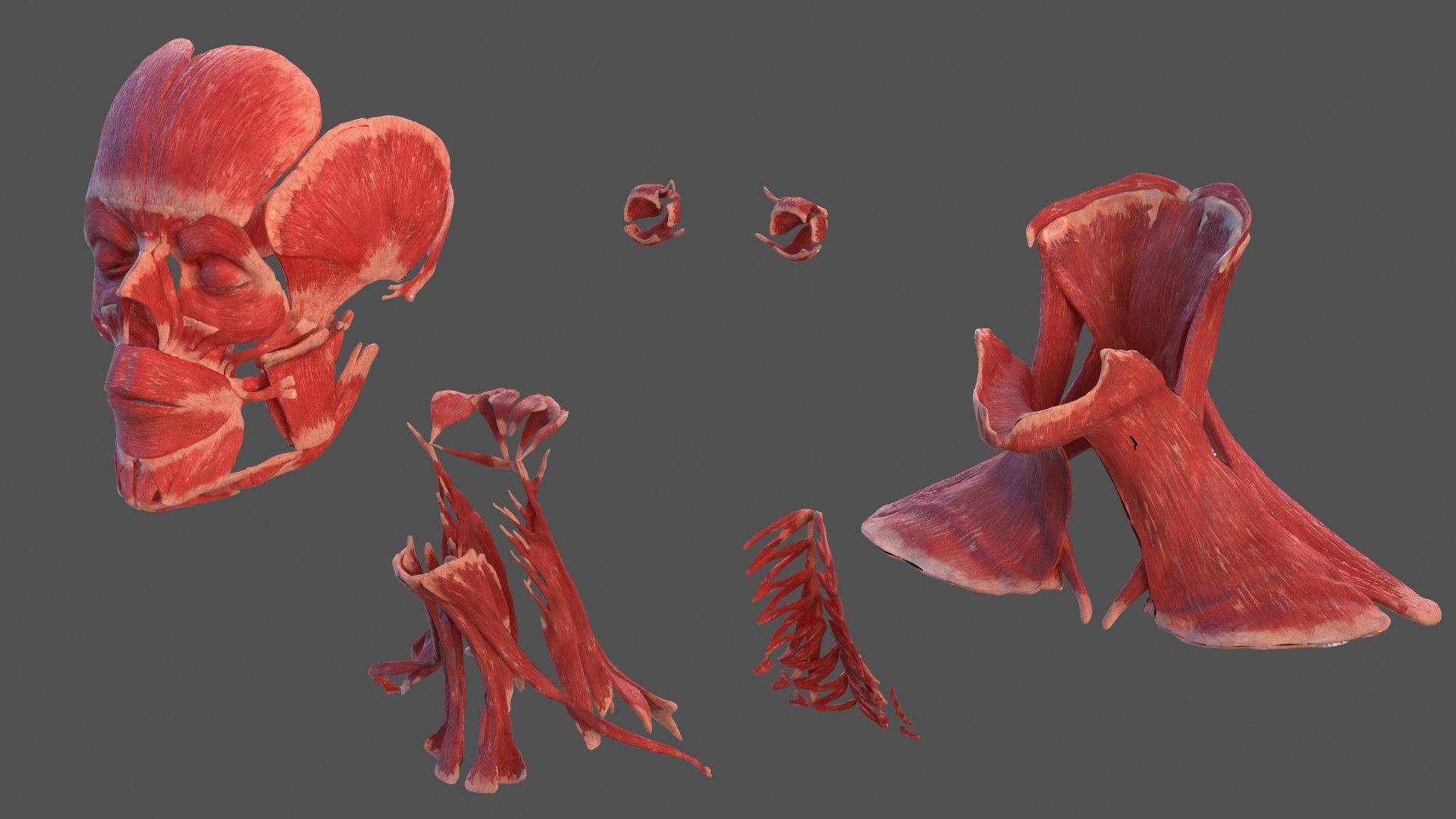 Head Anatomy Asian Man 3D model https://p.turbosquid.com/ts-thumb/sI/j6pT7F/Dm/head_anatomy_asian_man_012/jpg/1730633476/1920x1080/fit_q87/d7c231e9d76c359af900c253b22bd9d3766f0e0d/head_anatomy_asian_man_012.jpg