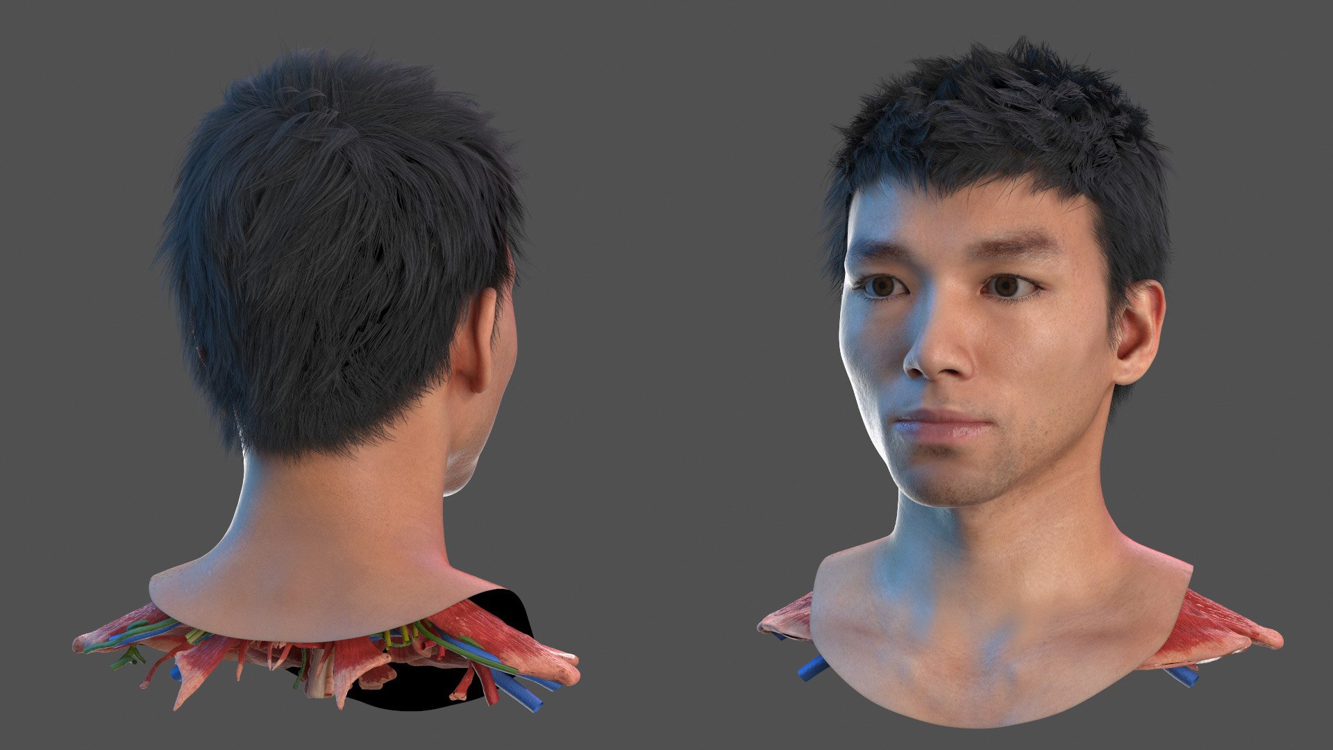 Head Anatomy Asian Man 3D model https://p.turbosquid.com/ts-thumb/sI/j6pT7F/Eq/head_anatomy_asian_man_008/jpg/1730633459/1920x1080/fit_q87/2c71a0749a828a3439a502f53660cd7b05be58db/head_anatomy_asian_man_008.jpg