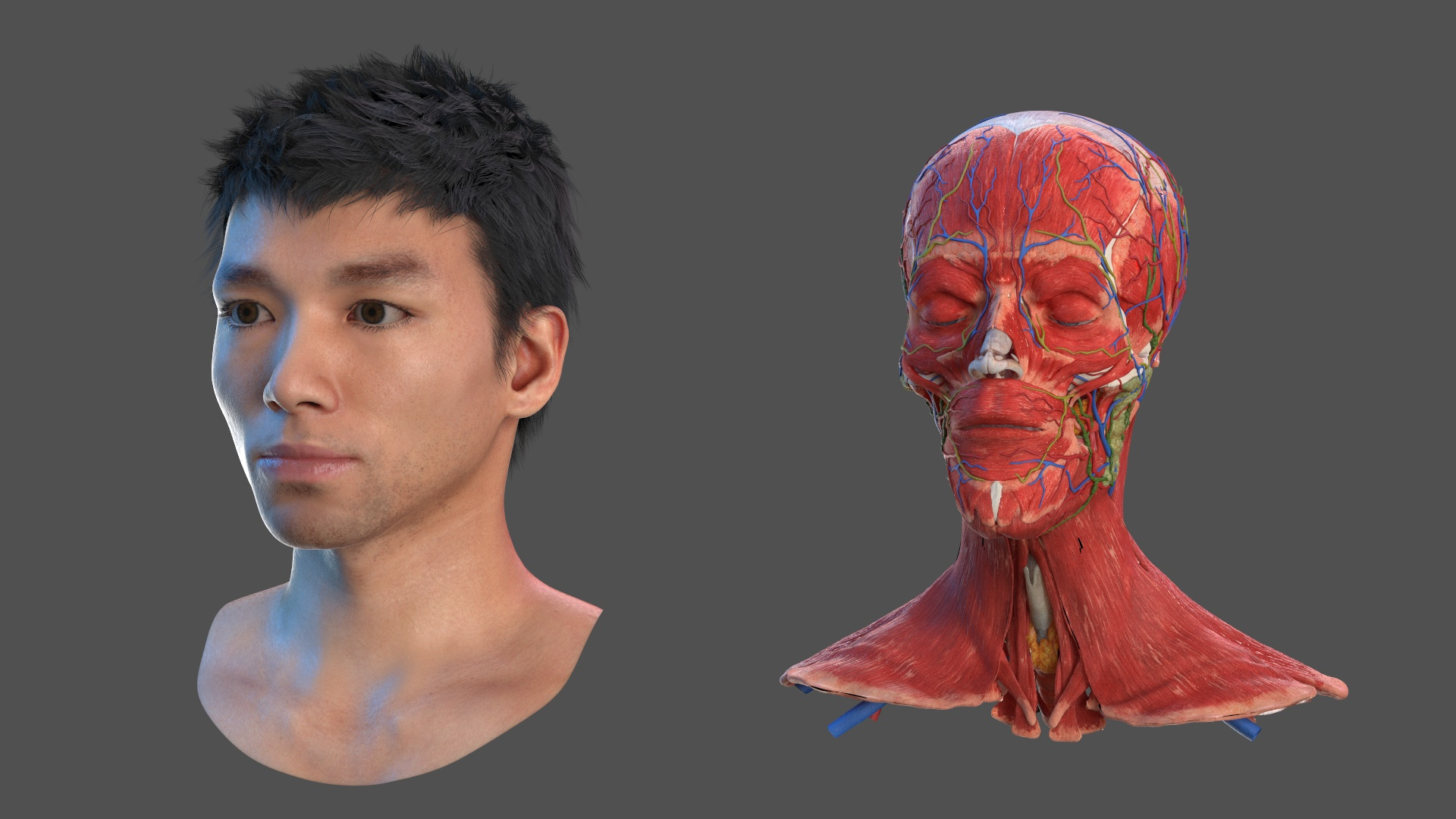 Head Anatomy Asian Man 3D model https://p.turbosquid.com/ts-thumb/sI/j6pT7F/FF/head_anatomy_asian_man_360/jpg/1730633221/1920x1080/turn_fit_q99/f2fd0c644271bb8c46b02d35cddb447eb6f6d6ac/head_anatomy_asian_man_360-1.jpg