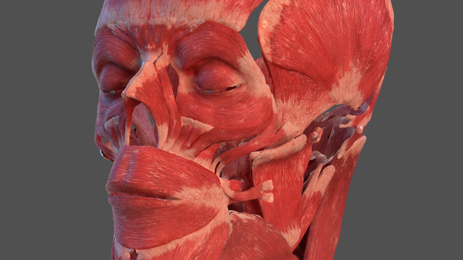 Head Anatomy Asian Man 3D model https://p.turbosquid.com/ts-thumb/sI/j6pT7F/Gd/head_anatomy_asian_man_014/jpg/1730633484/1920x1080/fit_q87/6558e92d6819aeac40b36a3241e46951a828a883/head_anatomy_asian_man_014.jpg