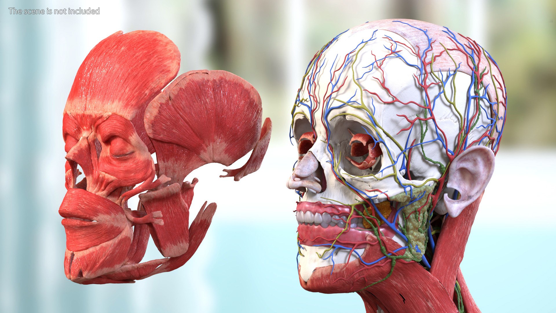 Head Anatomy Asian Man 3D model https://p.turbosquid.com/ts-thumb/sI/j6pT7F/J4/head_anatomy_asian_man_005/jpg/1730633446/1920x1080/fit_q87/fbbe8958c6bd2dce6b5a4db5f059975c7851028a/head_anatomy_asian_man_005.jpg