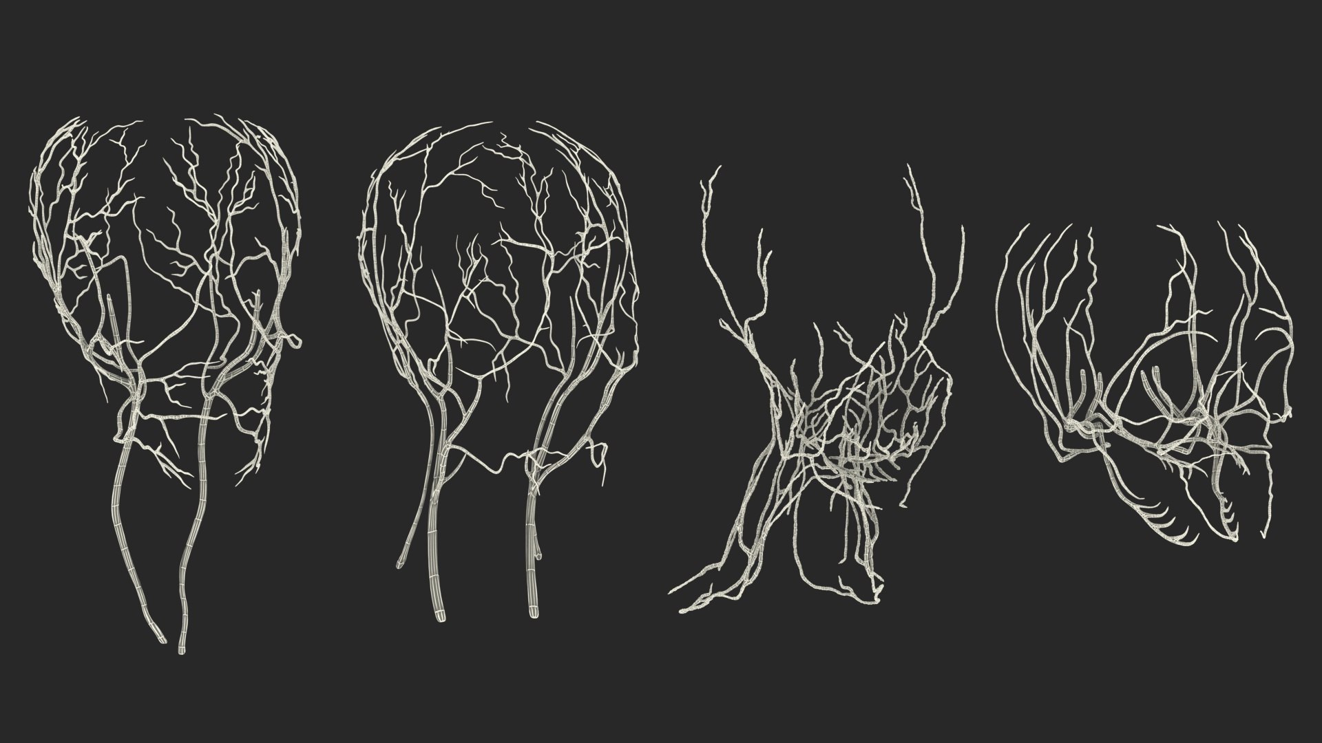 Head Anatomy Asian Man 3D model https://p.turbosquid.com/ts-thumb/sI/j6pT7F/Kf/head_anatomy_asian_man_035/jpg/1730633574/1920x1080/fit_q87/73f318267a3ce152ff653aaaa55be16c26a05aa4/head_anatomy_asian_man_035.jpg