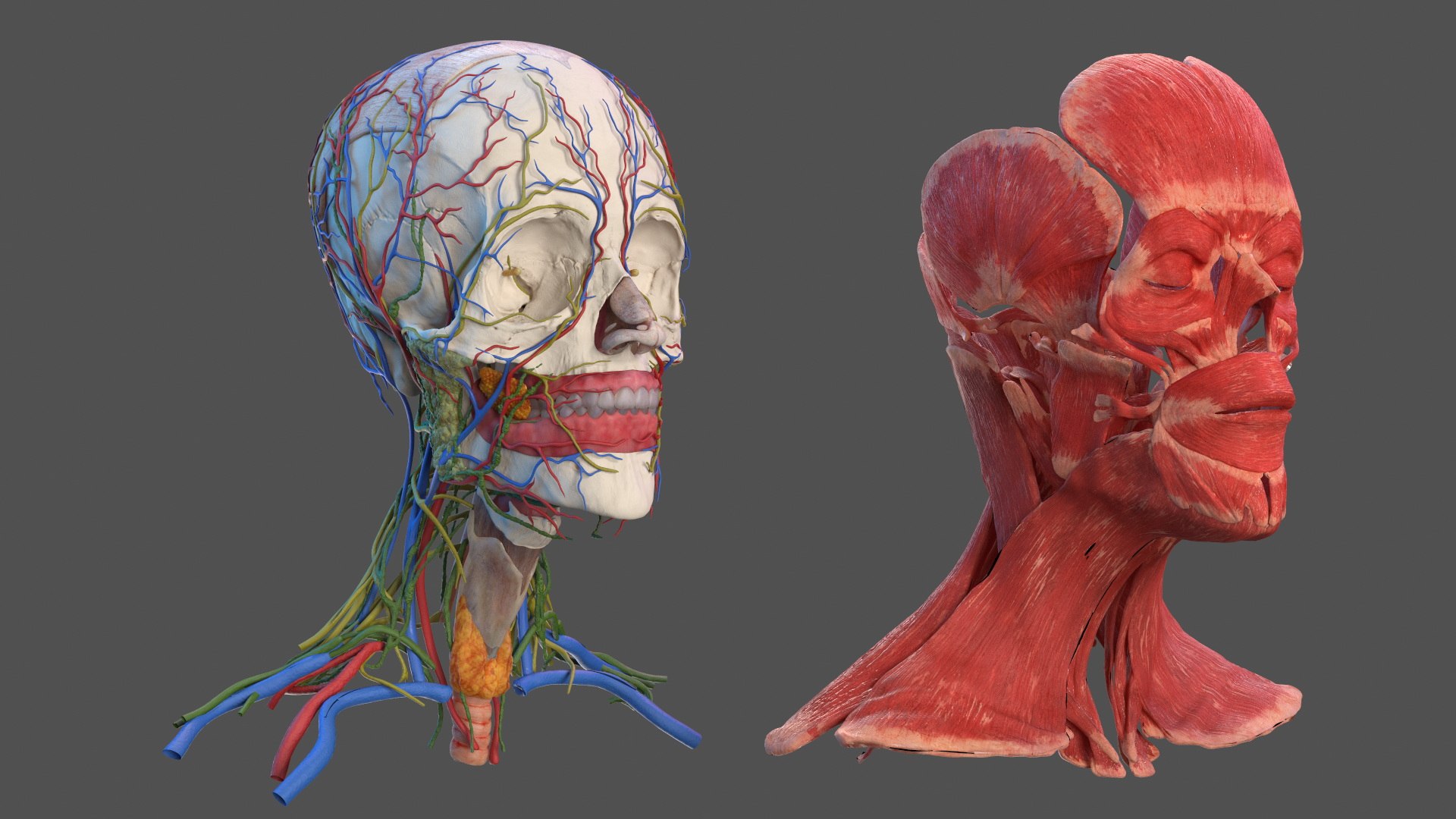 Head Anatomy Asian Man 3D model https://p.turbosquid.com/ts-thumb/sI/j6pT7F/M7/head_anatomy_asian_man_011/jpg/1730633471/1920x1080/fit_q87/c248ceeb651792abd4a3b152c79f5149ceb8e17a/head_anatomy_asian_man_011.jpg