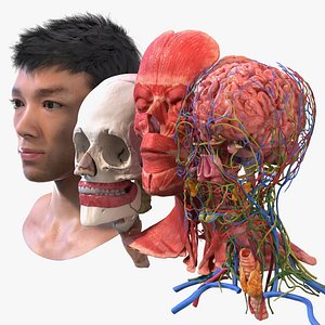 Head Anatomy Asian Man