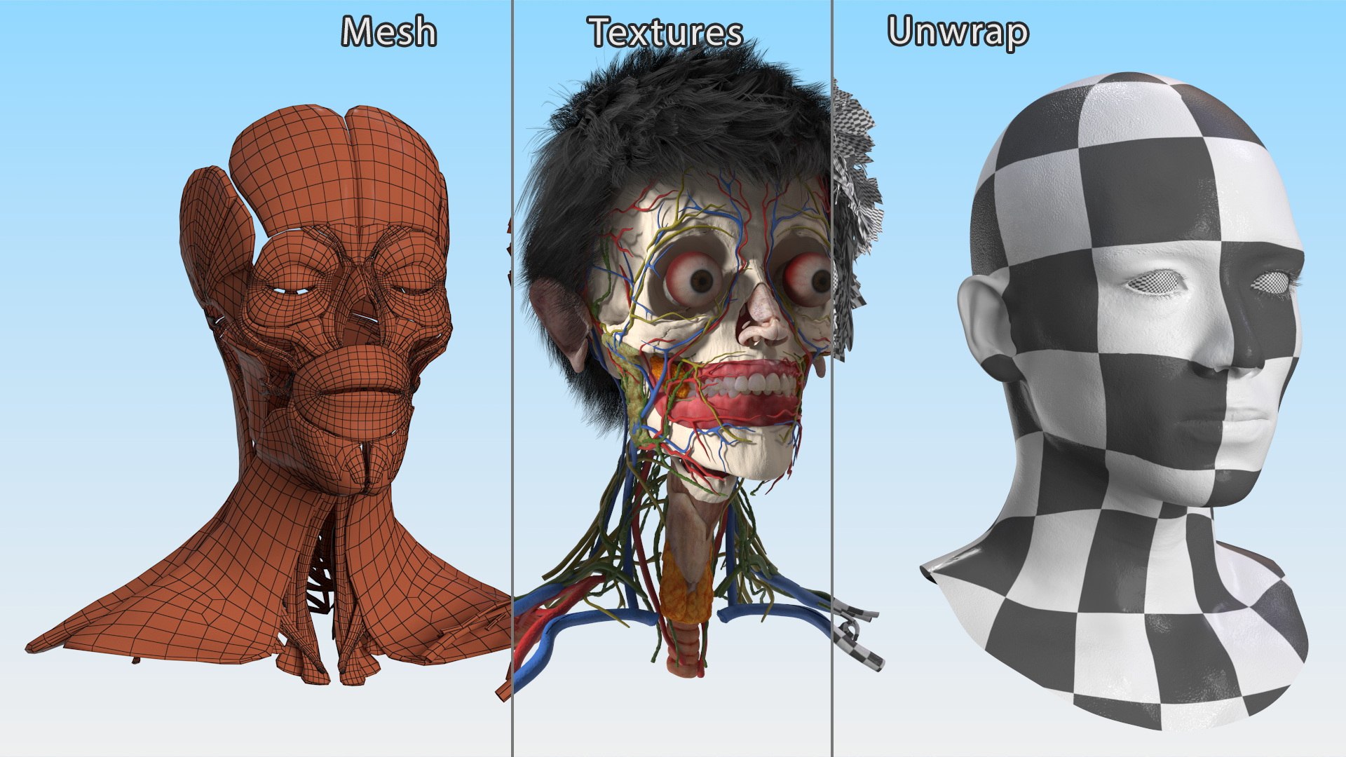 Head Anatomy Asian Man 3D model https://p.turbosquid.com/ts-thumb/sI/j6pT7F/UW/head_anatomy_asian_man_021/jpg/1730633513/1920x1080/fit_q87/8596c7e40170caa313de90f34654acab8740a54a/head_anatomy_asian_man_021.jpg