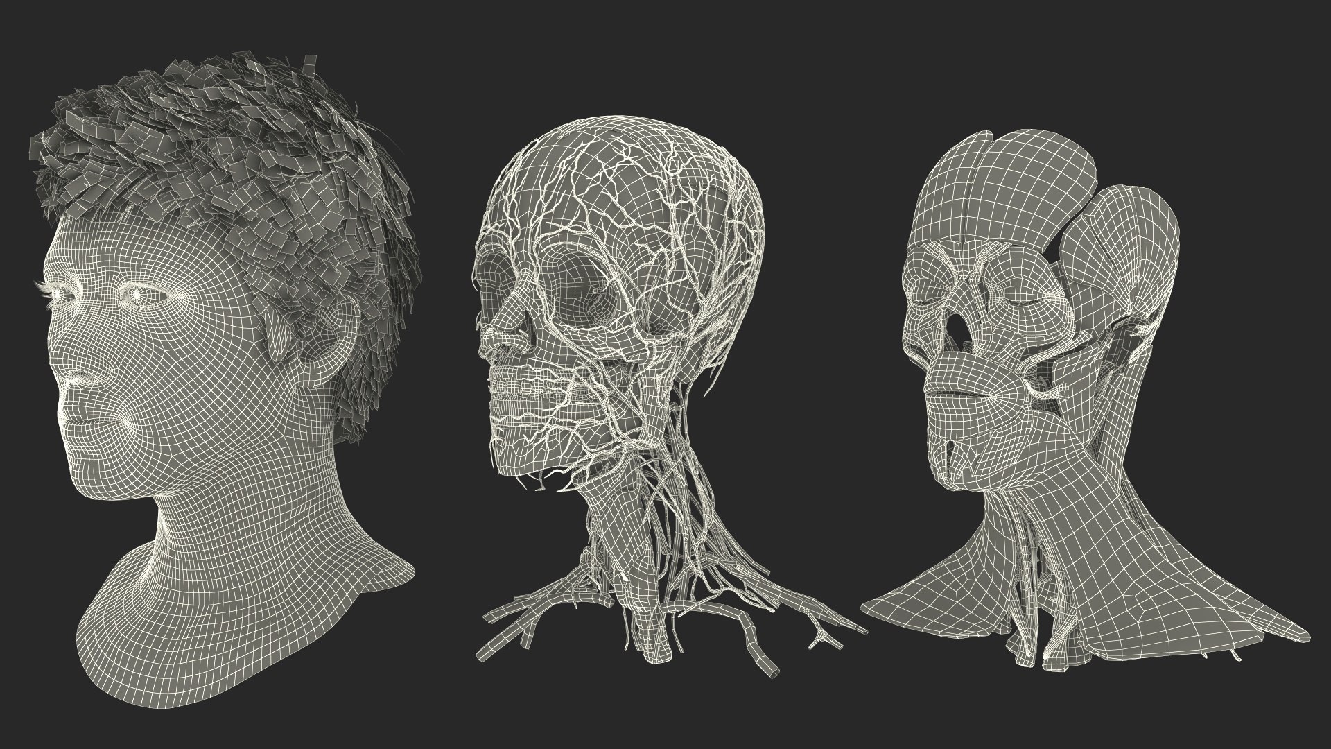 Head Anatomy Asian Man 3D model https://p.turbosquid.com/ts-thumb/sI/j6pT7F/Uf/head_anatomy_asian_man_028/jpg/1730633544/1920x1080/fit_q87/7b05fe65a68dd651587ab5045e113b6f6d42c01a/head_anatomy_asian_man_028.jpg