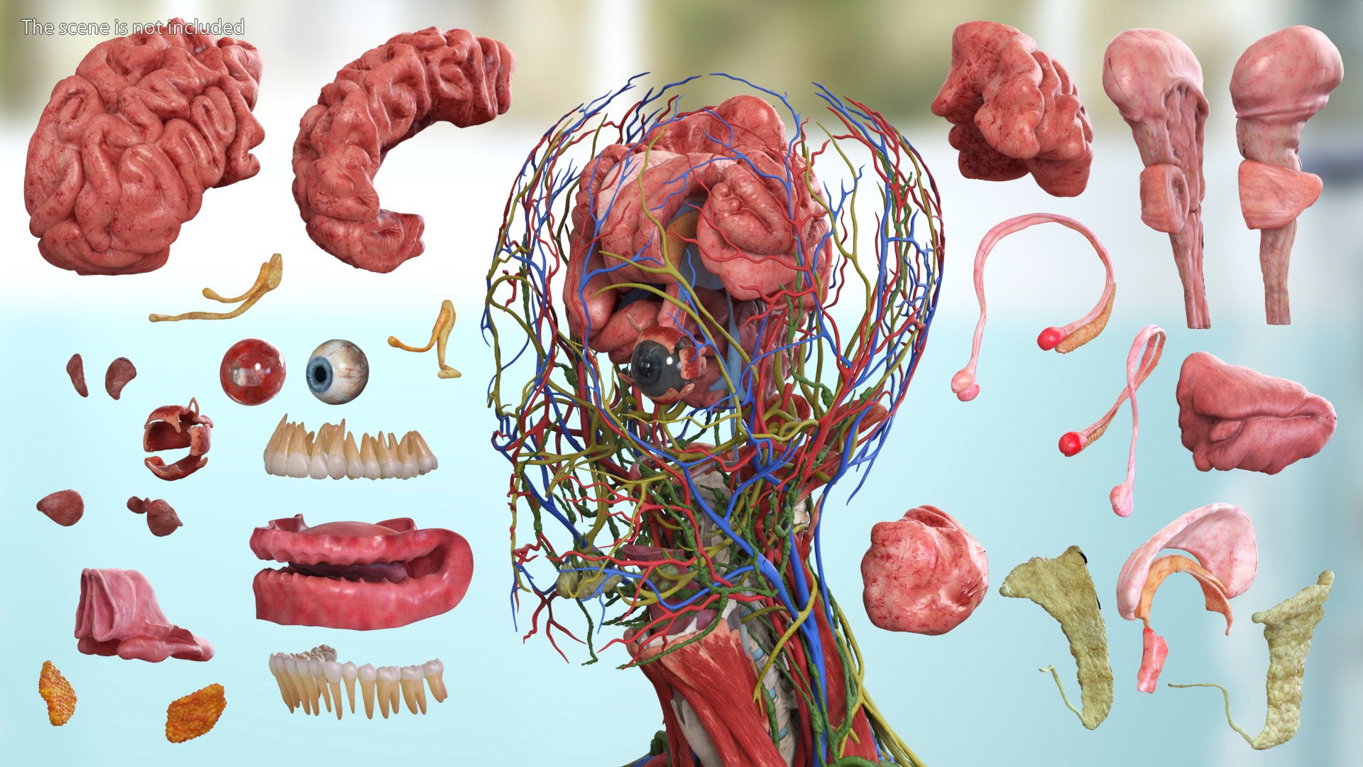 Head Anatomy Asian Man 3D model https://p.turbosquid.com/ts-thumb/sI/j6pT7F/Ug/head_anatomy_asian_man_007/jpg/1730633455/1920x1080/fit_q87/93127477e13c0589c158a26173dc47506106f05e/head_anatomy_asian_man_007.jpg