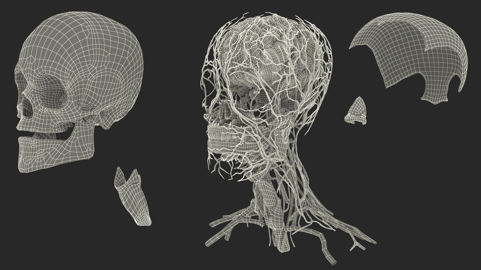 Head Anatomy Asian Man 3D model https://p.turbosquid.com/ts-thumb/sI/j6pT7F/Vk/head_anatomy_asian_man_033/jpg/1730633564/1920x1080/fit_q87/0864c259ebb0f787605ce39f1c2813026133c3cc/head_anatomy_asian_man_033.jpg