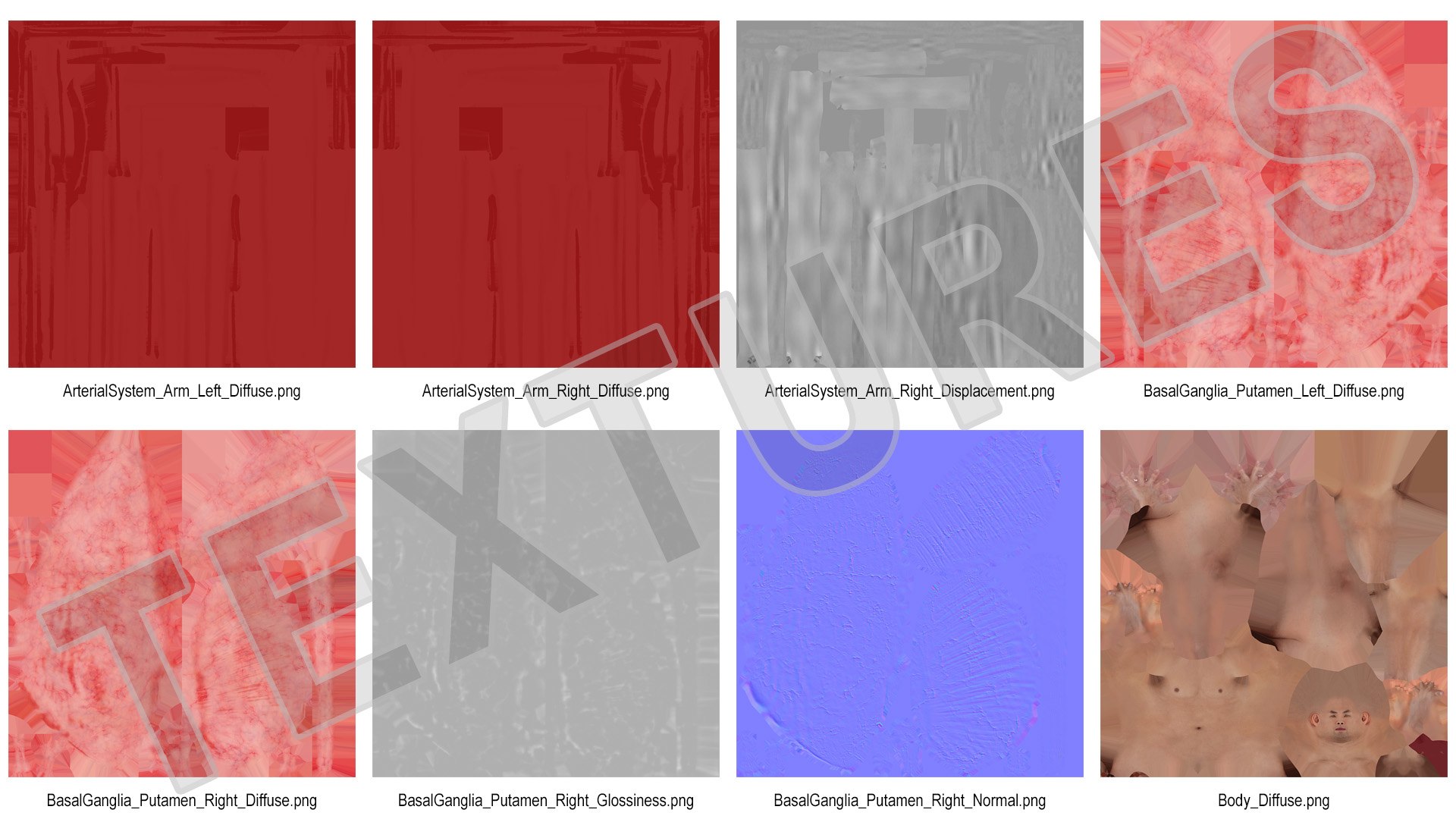 Head Anatomy Asian Man 3D model https://p.turbosquid.com/ts-thumb/sI/j6pT7F/Z1/head_anatomy_asian_man_025/jpg/1730633531/1920x1080/fit_q87/f039b2a0ef6c0c16f6b832f1f7679a9180d04ded/head_anatomy_asian_man_025.jpg