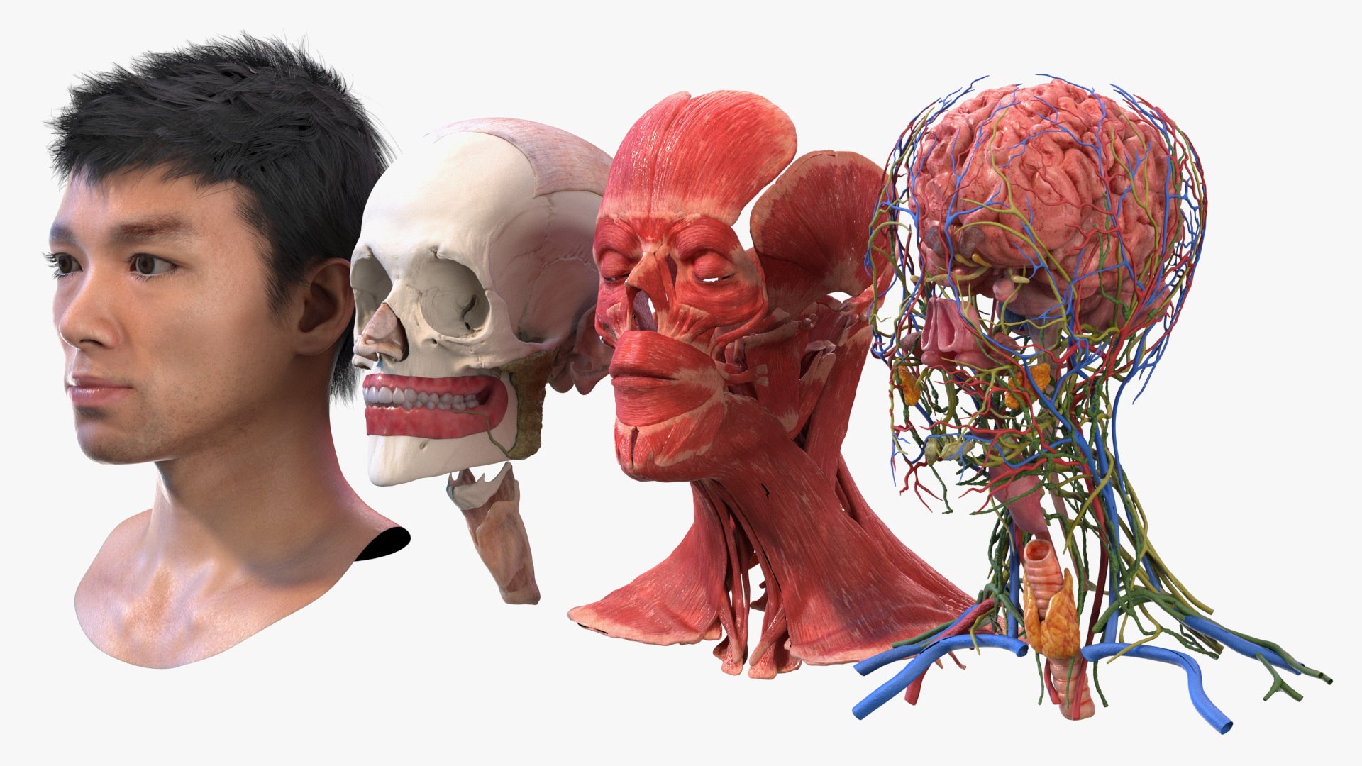 Head Anatomy Asian Man 3D model https://p.turbosquid.com/ts-thumb/sI/j6pT7F/ee/head_anatomy_asian_man_002/jpg/1730633217/1920x1080/fit_q87/c14256247cb69472d6a60f776b0757e62c93e6d7/head_anatomy_asian_man_002.jpg