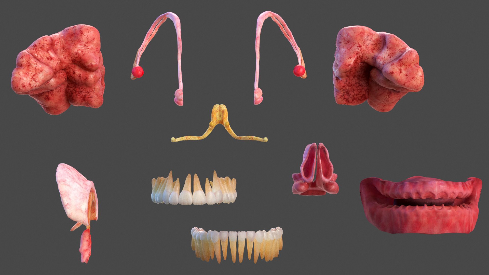 Head Anatomy Asian Man 3D model https://p.turbosquid.com/ts-thumb/sI/j6pT7F/lr/head_anatomy_asian_man_020/jpg/1730633509/1920x1080/fit_q87/11863d6f3dfe96dcf9e00cd0f1de640351df5771/head_anatomy_asian_man_020.jpg