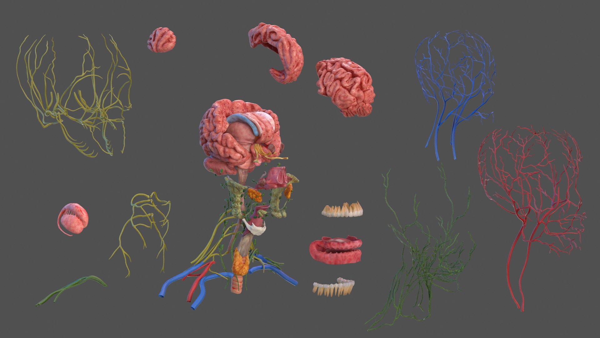 Head Anatomy Asian Man 3D model https://p.turbosquid.com/ts-thumb/sI/j6pT7F/s9/head_anatomy_asian_man_015/jpg/1730633488/1920x1080/fit_q87/638da4c9d4c6cfb3e821d3fb03954302b8f600bb/head_anatomy_asian_man_015.jpg