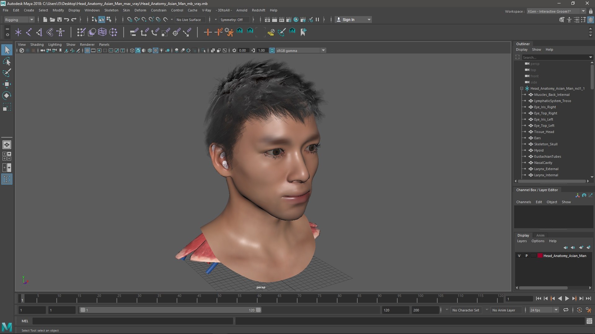 Head Anatomy Asian Man 3D model https://p.turbosquid.com/ts-thumb/sI/j6pT7F/sg/head_anatomy_asian_man_1004/jpg/1730633608/1920x1080/fit_q87/b2ccf9db8f3959b158e59574ec00cd925e0ac113/head_anatomy_asian_man_1004.jpg