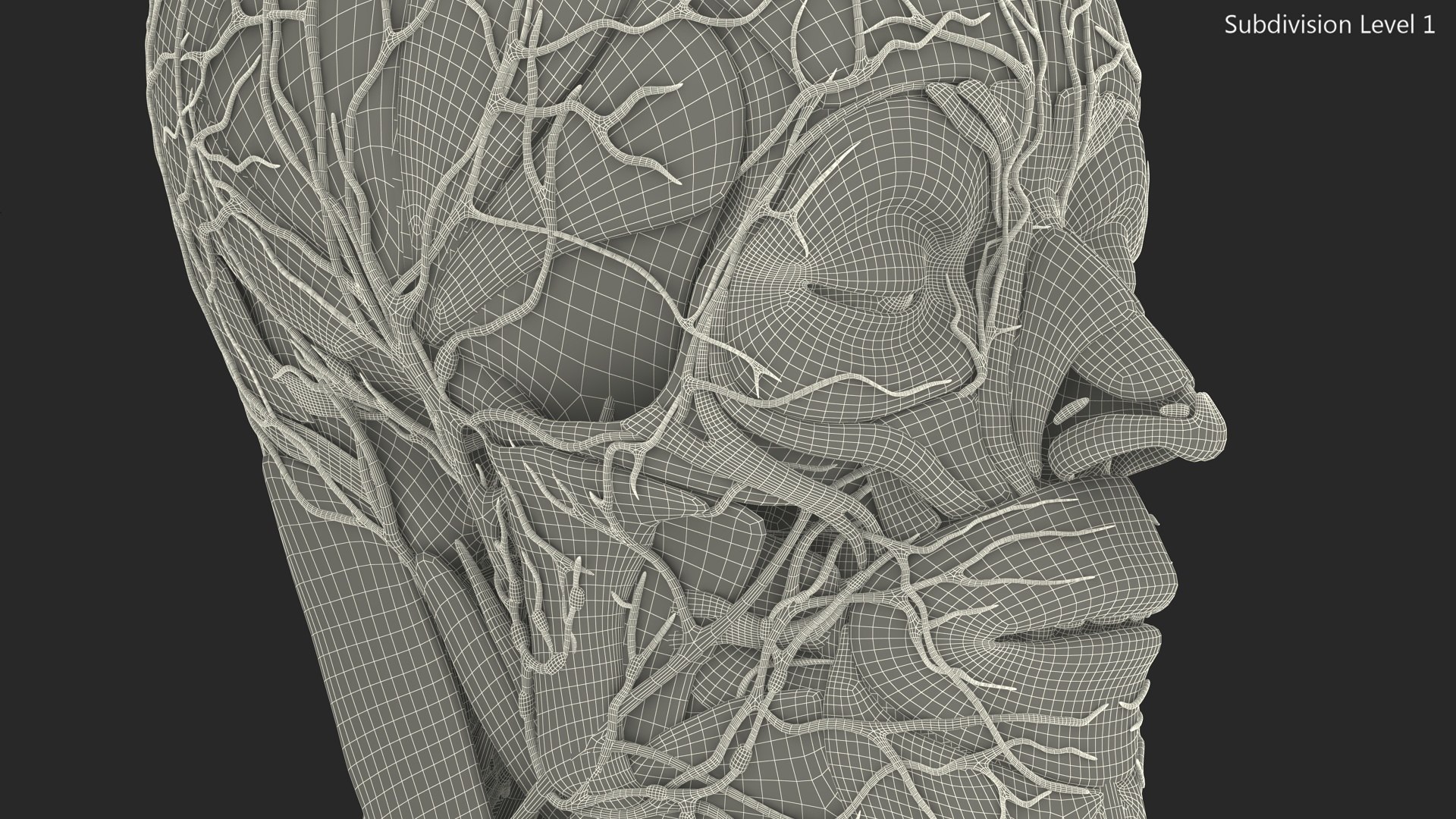 Head Anatomy Asian Man 3D model https://p.turbosquid.com/ts-thumb/sI/j6pT7F/tB/head_anatomy_asian_man_023/jpg/1730633522/1920x1080/fit_q87/8fe8bfd14698395e336bc570e1f48a24fe866095/head_anatomy_asian_man_023.jpg