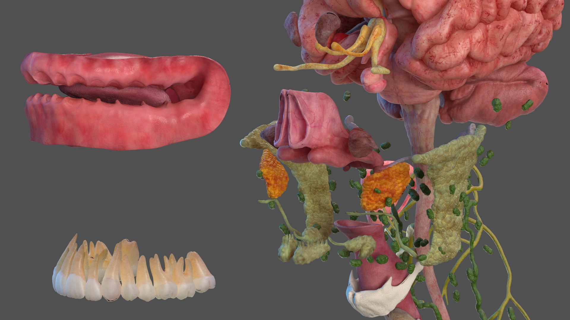 Head Anatomy Asian Man 3D model https://p.turbosquid.com/ts-thumb/sI/j6pT7F/wx/head_anatomy_asian_man_017/jpg/1730633496/1920x1080/fit_q87/2221bbda8e9bba8fea80f14b7d8a42cefc8d8c3b/head_anatomy_asian_man_017.jpg