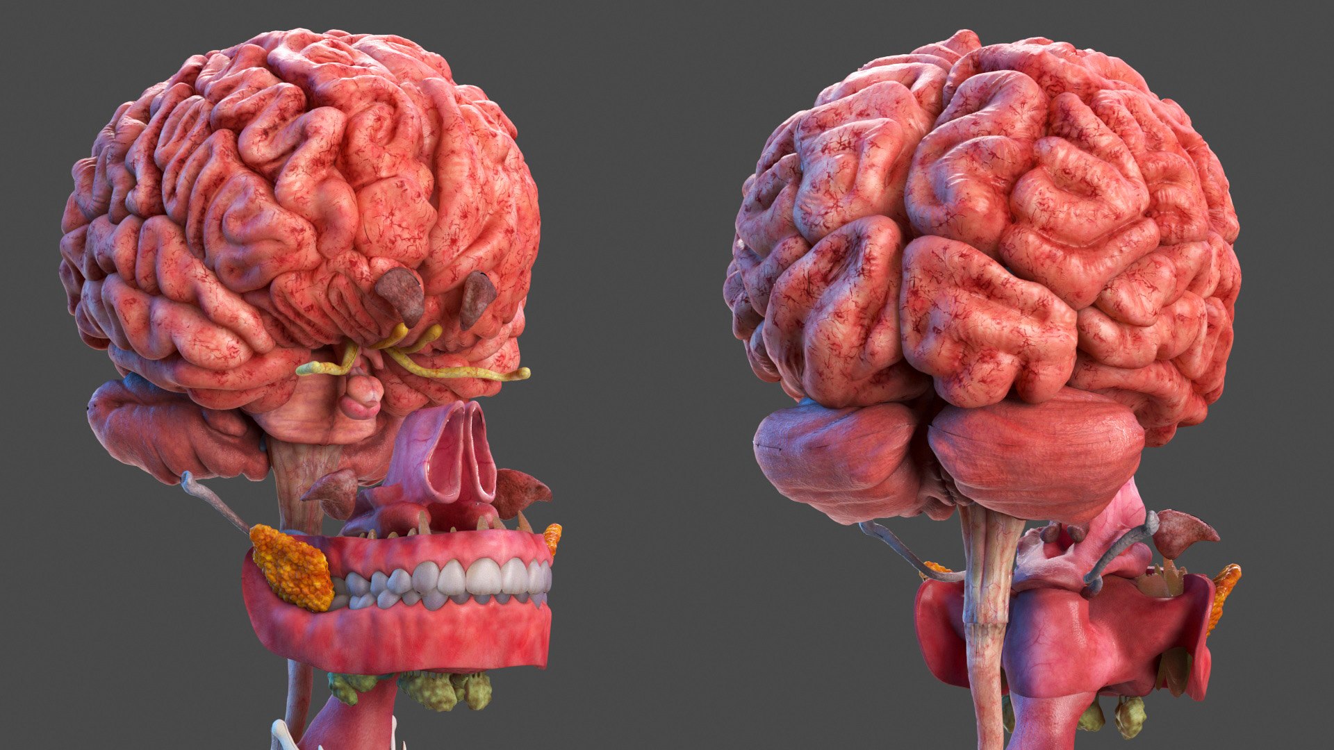 Head Anatomy Asian Man 3D model https://p.turbosquid.com/ts-thumb/sI/j6pT7F/xi/head_anatomy_asian_man_018/jpg/1730633500/1920x1080/fit_q87/c0ae235d1e2a0d4a973e3c2a1f633887068dd844/head_anatomy_asian_man_018.jpg